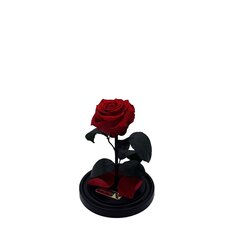 Roos klaasis S, Punane (kõrgus 20 cm / laius 12,5 cm) hind ja info | Uinuvad roosid, taimed | kaup24.ee