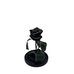 Роза в колбе S, Черная Gold (20 см выс. / 12,5 см шир.) цена и информация | Спящие стабилизированные розы, растения | kaup24.ee