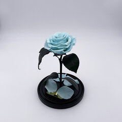 Roos klaasis M, Taevasinine (kõrgus 25 cm / laius 15 cm) hind ja info | Uinuvad roosid, taimed | kaup24.ee