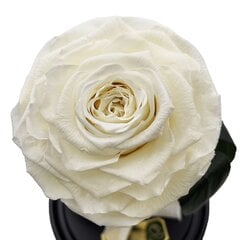 Роза в колбе M, Белая (25 см выс. / 15 см шир.) цена и информация | Спящие стабилизированные розы, растения | kaup24.ee