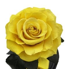 Роза в колбе M, Жёлтая (25 см выс. / 15 см шир.) цена и информация | Спящие стабилизированные розы, растения | kaup24.ee