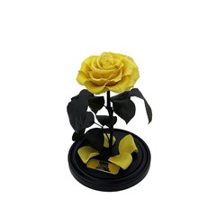 Roos klaasis (uinuvroos) M, kollane (25 cm kõrge / 15 cm lai) hind ja info | Uinuvad roosid, taimed | kaup24.ee