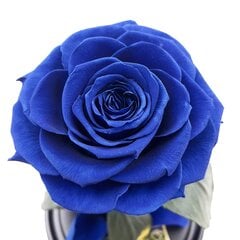 Роза в колбе M, Синяя (25 см выс. / 15 см шир.) цена и информация | Спящие стабилизированные розы, растения | kaup24.ee
