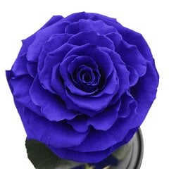 Роза в колбе M, Фиолетовая (25 см выс. / 15 см шир.) цена и информация | Спящие стабилизированные розы, растения | kaup24.ee