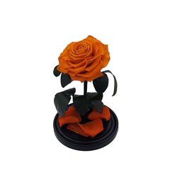 Роза в колбе M, Оранжевая (25 см выс. / 15 см шир.) цена и информация | Спящие стабилизированные розы, растения | kaup24.ee