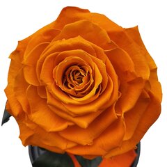 Роза в колбе M, Оранжевая (25 см выс. / 15 см шир.) цена и информация | Спящие стабилизированные розы, растения | kaup24.ee