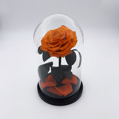 Roos klaasis M, Oranž (kõrgus 25 cm / laius 15 cm) hind ja info | Uinuvad roosid, taimed | kaup24.ee