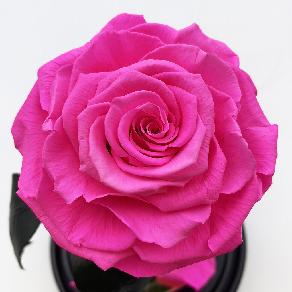 Roos klaasis M, Erkroosa (kõrgus 25 cm / laius 15 cm) цена и информация | Uinuvad roosid, taimed | kaup24.ee