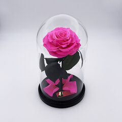 Roos klaasis M, Erkroosa (kõrgus 25 cm / laius 15 cm) hind ja info | Uinuvad roosid, taimed | kaup24.ee