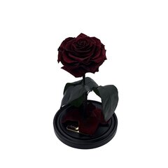 Роза в колбе M, Бордовая (25 см выс. / 15 см шир.) цена и информация | Спящие стабилизированные розы, растения | kaup24.ee