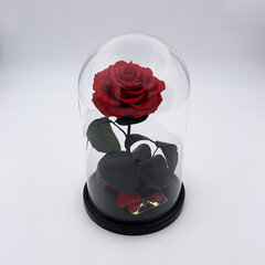 Роза в колбе M, Красная (25 cм выс. / 15 cм шир.) цена и информация | Спящие стабилизированные розы, растения | kaup24.ee