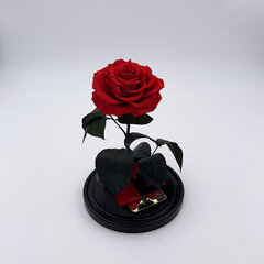 Roos klaasis M, Punane (kõrgus 25 cm / laius 15 cm) hind ja info | Uinuvad roosid, taimed | kaup24.ee