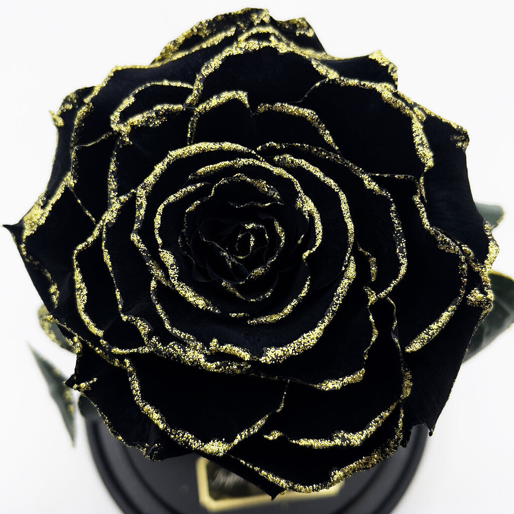Roos klaasis M, Must Gold (kõrgus 25 cm / laius 15 cm) цена и информация | Uinuvad roosid, taimed | kaup24.ee