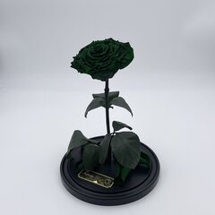 Roos klaasis L, Roheline (kõrgus 30 cm / laius 19 cm) hind ja info | Uinuvad roosid, taimed | kaup24.ee