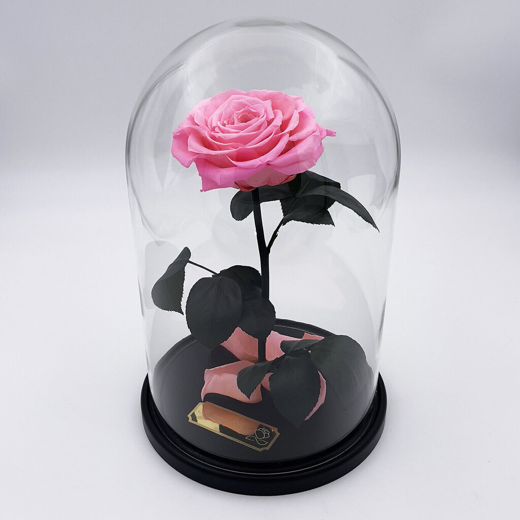 Roos klaasis L, Roosa (kõrgus 30 cm / laius 19 cm) hind ja info | Uinuvad roosid, taimed | kaup24.ee
