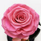 Roos klaasis L, Roosa (kõrgus 30 cm / laius 19 cm) hind ja info | Uinuvad roosid, taimed | kaup24.ee