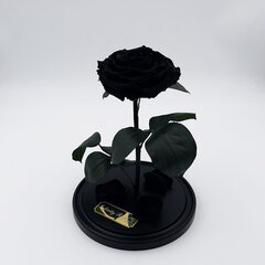 Роза в колбе L, Черная (30 см выс. / 19 см шир.) цена и информация | Спящие стабилизированные розы, растения | kaup24.ee