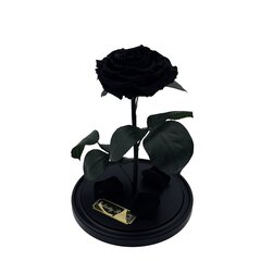 Roos klaasis L, Must (kõrgus 30 cm / laius 19 cm) hind ja info | Uinuvad roosid, taimed | kaup24.ee