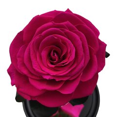 Roos klaasis L, Fuksia värvi (kõrgus 30 cm / laius 19 cm) hind ja info | Uinuvad roosid, taimed | kaup24.ee