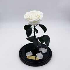Roos klaasis L, Valge (kõrgus 30 cm / laius 19 cm) hind ja info | Uinuvad roosid, taimed | kaup24.ee