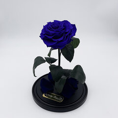 Роза в колбе L, Фиолетовая (30 см выс. / 19 см шир.) цена и информация | Спящие стабилизированные розы, растения | kaup24.ee