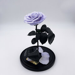 Roos klaasis L, Lavendli värvi (kõrgus 30 cm / laius 19 cm) hind ja info | Uinuvad roosid, taimed | kaup24.ee