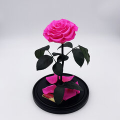 Roos klaasis L, Erkroosa (kõrgus 30 cm / laius 19 cm) hind ja info | Uinuvad roosid, taimed | kaup24.ee
