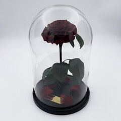 Roos klaasis L, Bordoo (kõrgus 30 cm / laius 19 cm) hind ja info | Uinuvad roosid, taimed | kaup24.ee