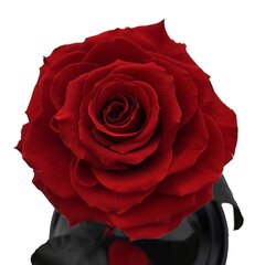 Роза в колбе L, Красная (30 cм выс. / 19 cм шир.) цена и информация | Спящие стабилизированные розы, растения | kaup24.ee