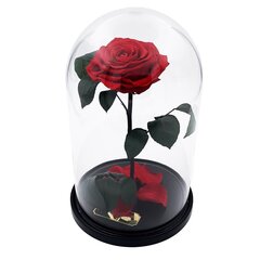 Roos klaasis L, Punane (kõrgus 30 cm / laius 19 cm) hind ja info | Uinuvad roosid, taimed | kaup24.ee