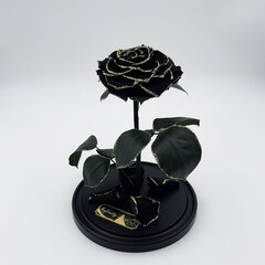 Roos klaasis L, Must Gold (kõrgus 30 cm / laius 19 cm) hind ja info | Uinuvad roosid, taimed | kaup24.ee