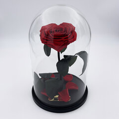 Roos klaasis L, südame kujuga (kõrgus 30 cm / laius 19 cm) hind ja info | Uinuvad roosid, taimed | kaup24.ee