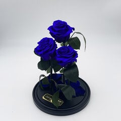 Roos klaasis Trinity, Lilla (kõrgus 30 cm / laius 19 cm) hind ja info | Uinuvad roosid, taimed | kaup24.ee