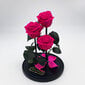 Roos klaasis Trinity, Fuksia värvi (kõrgus 30 cm / laius 19 cm) hind ja info | Uinuvad roosid, taimed | kaup24.ee