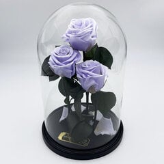 Roos klaasis Trinity, Lavendli värvi (kõrgus 30 cm / laius 19 cm) hind ja info | Uinuvad roosid, taimed | kaup24.ee