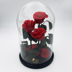 Roos klaasis Trinity, Punane (kõrgus 30 cm / laius 19 cm) hind ja info | Uinuvad roosid, taimed | kaup24.ee