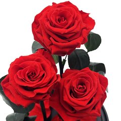 Roos klaasis Trinity, Punane (kõrgus 30 cm / laius 19 cm) hind ja info | Uinuvad roosid, taimed | kaup24.ee