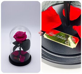 Roos klaasis S, Fuksia värvi (kõrgus 20 cm / laius 12,5 cm) + graveeringuga hind ja info | Uinuvad roosid, taimed | kaup24.ee