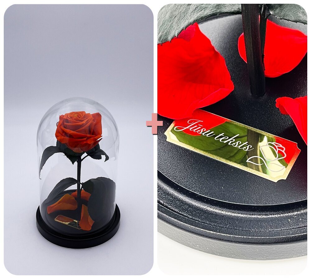 Roos klaasis S, Oranž (kõrgus 20 cm / laius 12,5 cm) + graveeringuga hind ja info | Uinuvad roosid, taimed | kaup24.ee