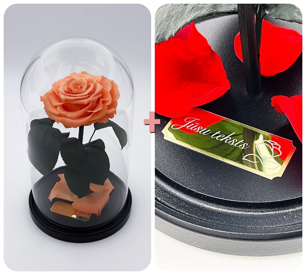 Roos klaasis M, Virsiku värvi (kõrgus 25 cm / laius 15 cm) + graveeringuga цена и информация | Uinuvad roosid, taimed | kaup24.ee