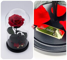 Roos klaasis M, Punane (kõrgus 25 cm / laius 15 cm) + graveeringuga hind ja info | Uinuvad roosid, taimed | kaup24.ee