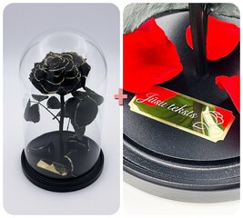 Roos klaasis M, Must Gold (kõrgus 25 cm / laius 15 cm) + graveeringuga hind ja info | Uinuvad roosid, taimed | kaup24.ee