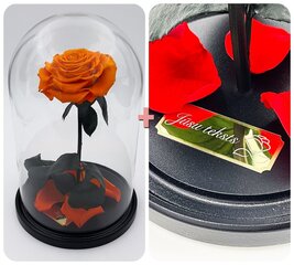 Roos klaasis L, Oranž (kõrgus 30 cm / laius 19 cm) + graveeringuga hind ja info | Uinuvad roosid, taimed | kaup24.ee