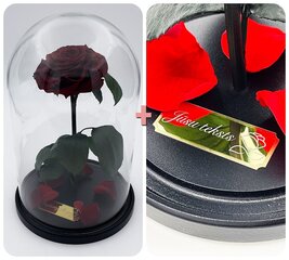 Roos klaasis L, Bordoo (kõrgus 30 cm / laius 19 cm) + graveeringuga hind ja info | Uinuvad roosid, taimed | kaup24.ee
