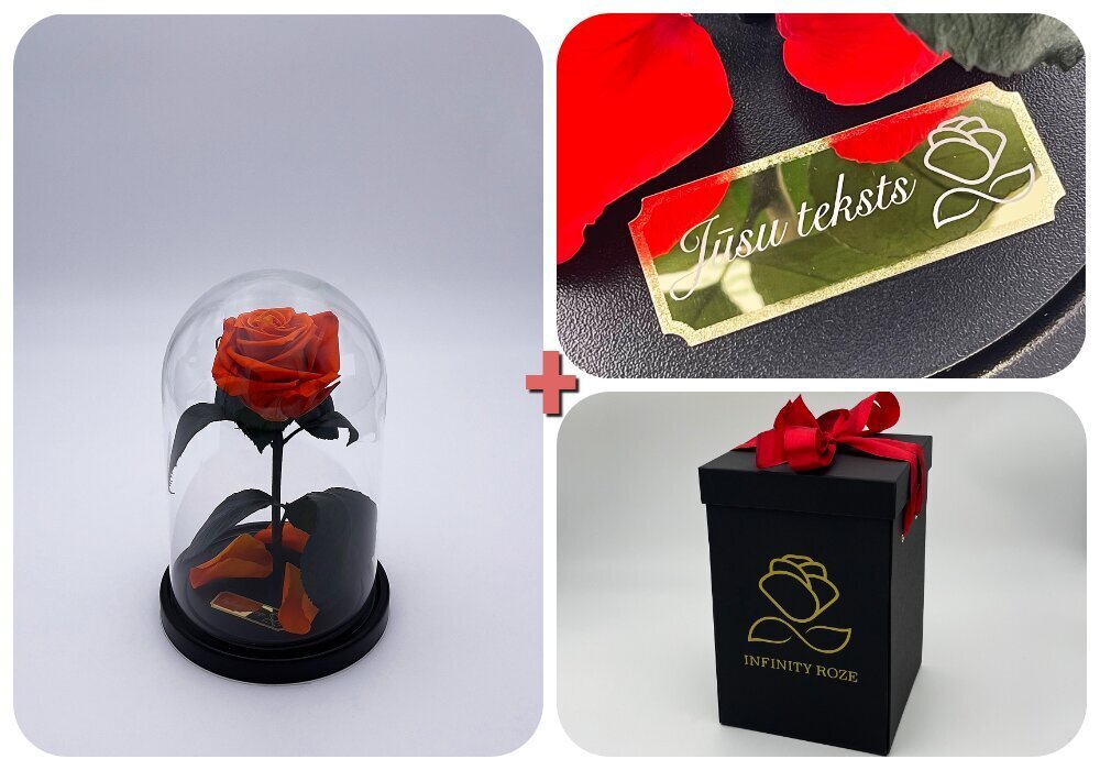 Roos klaasis S, Oranž (kõrgus 20 cm / laius 12,5 cm) + graveeringuga + Vau-efektiga karp hind ja info | Uinuvad roosid, taimed | kaup24.ee