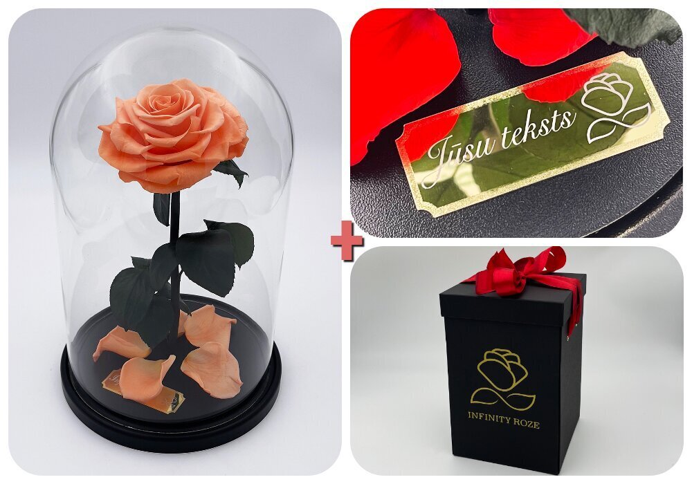 Roos klaasis L, Virsiku värvi (kõrgus 30 cm / laius 19 cm) + graveeringuga + Vau-efektiga karp цена и информация | Uinuvad roosid, taimed | kaup24.ee