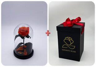 Roos klaasis S, Oranž (kõrgus 20 cm / laius 12,5 cm) + Vau-efektiga karp hind ja info | Uinuvad roosid, taimed | kaup24.ee