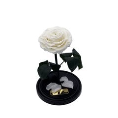 Roos klaasis M, valge (25 cm kõrge / 15 cm lai) + Wow-efektiga karp hind ja info | Uinuvad roosid, taimed | kaup24.ee