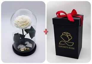 Roos klaasis M, valge (25 cm kõrge / 15 cm lai) + Wow-efektiga karp hind ja info | Uinuvad roosid, taimed | kaup24.ee