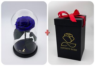 Roos klaasis M, Lilla (kõrgus 25 cm / laius 15 cm) + Vau-efektiga karp hind ja info | Uinuvad roosid, taimed | kaup24.ee